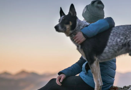 I luoghi migliori per viaggiare con il tuo cane o gatto